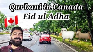 Qurbani in Canada for Eid  Eid ul Adha  Calgary khalid [upl. by Aseek686]