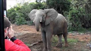 Crazy Dancing Elephant in Sibuya Game Reserve South Africa [upl. by Aivek]