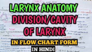 Larynx anatomy part 2  DivisionCavity of the Larynx  Glottis Supraglottis and Subglottis [upl. by Zailer297]