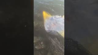 Stingray  how to unhook safely and release healthy fishing shorts florida stingray [upl. by Enifesoj]