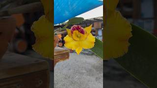 Beautiful Yellow Orchid flower plants nature [upl. by Formica325]