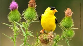 American Goldfinch Song [upl. by Sharai]