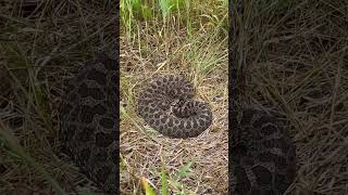 Eastern massasauga rattlesnake [upl. by Mungovan]