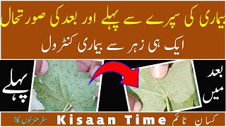 How to control cotton diseases Control of Sufaid makhi Tela amp Mealy Bugs kisaanTime کسان ٹائم [upl. by Ushijima534]