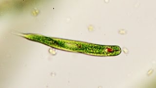 Algas euglena vistas al microscopio [upl. by Noynek]