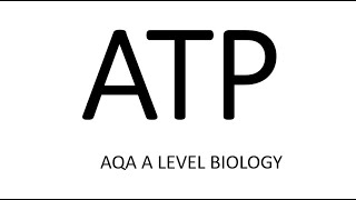 ATP  AQA A LEVEL BIOLOGY  EXAM QUESTION RUN THROUGH [upl. by Gnohc]