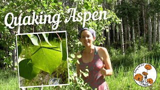 Quaking Aspen Ep 15  Botany with Brit [upl. by Favien]