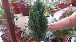 How to Grow and Care Thuja  Morpankhi Plant  Fun Gardening  2 Sep 2017 [upl. by Crompton20]