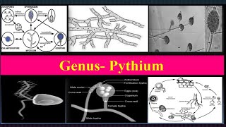 Pythium Important characteristics Reproduction Life cycle Diseases [upl. by Aikkan]