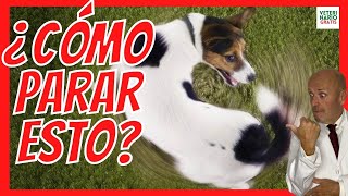 ✅ ¿QUÉ HACER SI MI PERRO SE MUERDE LA COLA HASTA LASTIMARSE ✅ ¿POR QUÉ LO HACE [upl. by Enitsyrhc]