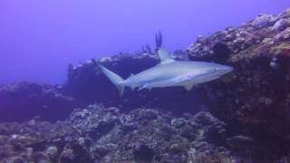 SHARKS OF SINT EUSTATIUS [upl. by Takara]