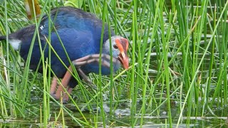 Swamphen Feeding on Vegetation in the Florida Wetlands [upl. by Orimar]