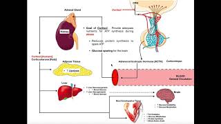 Specific Hormones  Functions of Cortisol [upl. by Pandolfi]