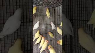 Differential colour for fissure birdsviral trending short videos [upl. by Eimmaj819]