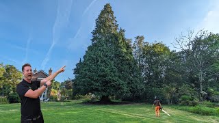 Our BIGGEST TREE to DATE  90ft Conifer Tree Removal [upl. by Jarib]