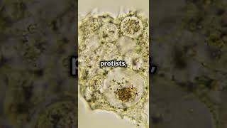 Protists The Amazing Amoeba and Tiny Pioneer of Life [upl. by Tnelc984]