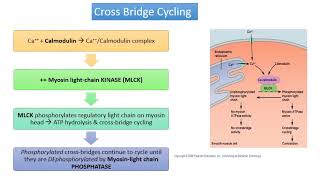 MED MUSI 111 Smooth muscle excitation contraction coupling 1 [upl. by Ozzie639]