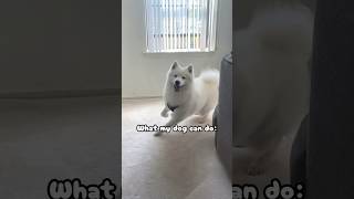 Other Dogs Vs My Dog🤗shorts samoyed dog funny cute [upl. by Joe]