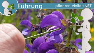 🔎 KW 19  Wildpflanzen Führung 23  zweite Maiwoche  Wiesenblumen amp Krautiges [upl. by Barbe]