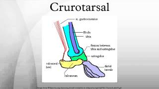 Crurotarsal [upl. by Hadias667]