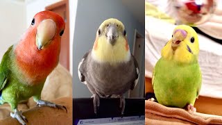 FUNNY AND CUTE PARROTS  TRY NOT TO LAUGH ❤️🦜 [upl. by Hylton310]