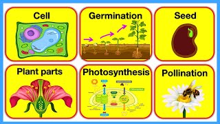 PLANTS 🪴 Plant Parts Plant Cell Pollination Photosynthesis amp Germination  Chapter 3 [upl. by Raines914]