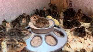 Coturnix quail hatching chicks layers from the brooder to the freezer [upl. by Aliek]