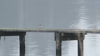 Spotted Sandpiper [upl. by Liew130]