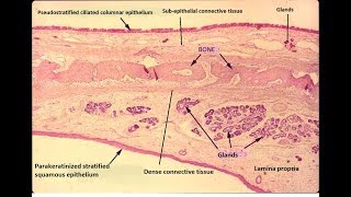 Histology of hard palate [upl. by Janet]