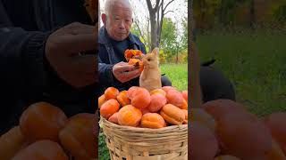 The persimmons are ripe Grandpa and the little rabbit eat persimmons together Cute pet debut p [upl. by Ojytteb]