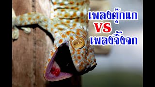 เพลงตุ๊กแกกินตับ VS เพลงจิ้งจก ตุ๊กแก gecko geckos จิ้งจก เพลงเด็ก [upl. by Aan]