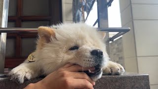 This puppy won’t stop biting my hand [upl. by Averil]