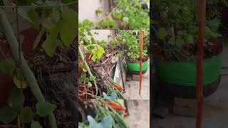 Potlakaya in Our Garden  Apudo ipudo Song  Bommarillu Movie  DC Organic Gardener [upl. by Fagen]