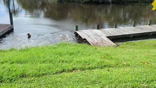 Alligator runs into Manatee [upl. by Bogie297]