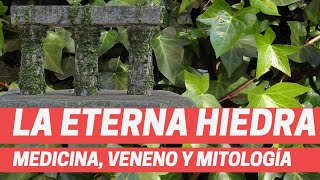 Usos medicinales de la hiedra Plantas medicinalesETERNA HIEDRA Medicina veneno mitología Hedera [upl. by Edelson]