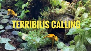 Phyllobates TerribilisDart FrogCalling and Courting [upl. by Fromma]