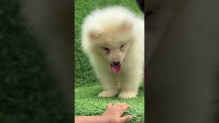 samoyed dog puppy familydog dogbreed [upl. by Bainbridge383]