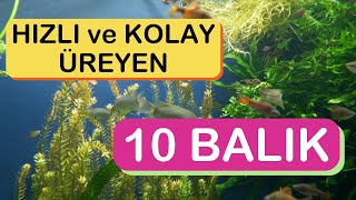 AKVARYUMLARDA EN KOLAY VE HIZLI ÜREYEN 10 BALIK [upl. by Nosrac]