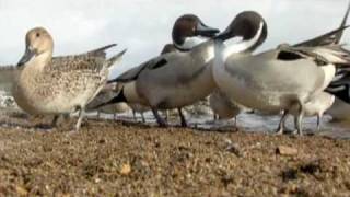 Northern Pintail [upl. by Suki475]