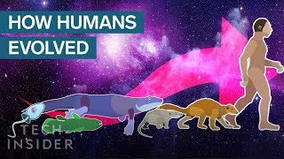 Incredible Animation Shows How Humans Evolved From Early Life [upl. by Enirahtak]