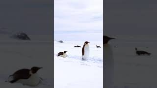 Antarctica is captivating  PONANT [upl. by Mannuela612]