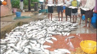 Seabass Cage Culture India Success full Harvest Part 4 [upl. by Crelin59]