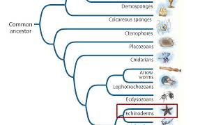 Deuterostomes [upl. by Aliel]