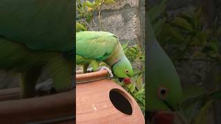 Ring neck cute parrot 🦜 cutebird parrot [upl. by Westberg31]