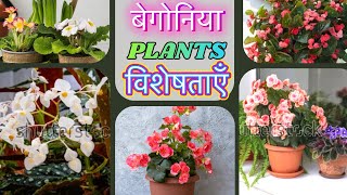 Begonia plants ki visheshataon  Begonia plants tips and care Tamu Garden Tips [upl. by Ybbob507]