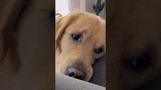 MON CHIEN SPAROW TOUTE L’ANNÉE vs QUELQUES SEMAINES AVANT NOËL… 🎅🏻🤣 goldenretriever noel chien [upl. by Linneman79]