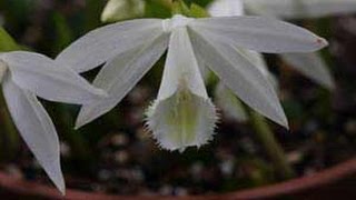 How to Pot Pleione Orchids  Care and Growing Tips [upl. by Aniluj681]