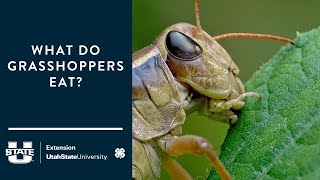 What Do Grasshoppers Eat [upl. by Attener]