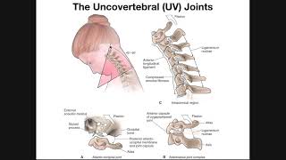 The Uncovertebral UV Joints of the Cervical Spine [upl. by Enitsrik]