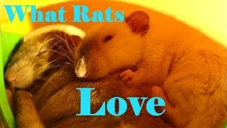 10 Things my Pet Rats love to do [upl. by Flem]